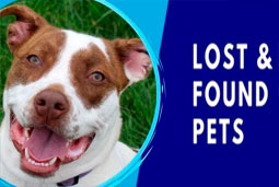 NFC Tag helps Found Lost PET