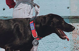 Soft Nylon RFID Dog Collar comfortable to wear
