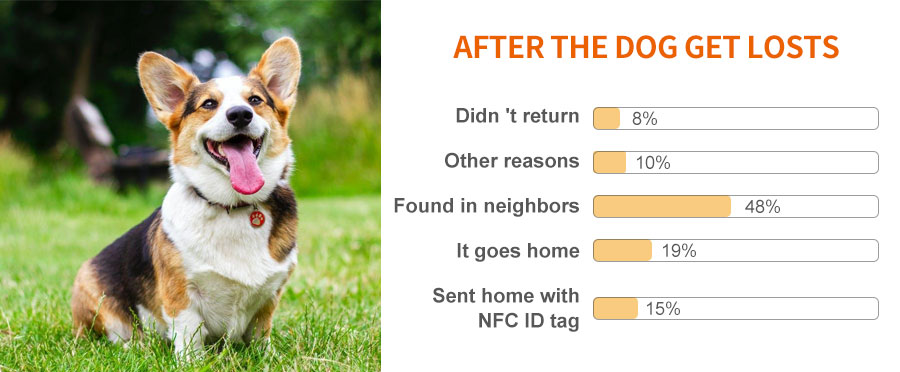 What Happens After a Dog Is Lost