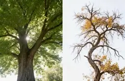 Quickly select trees based on their quality.