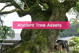 ancient tree assets