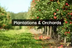 plantation & orchards